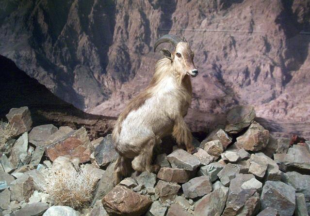 Oman Natural History Museum